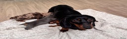 Dachshund dogs for sale: Dachshund puppies for sale  - Advert 7