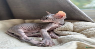 Sphynx cats - Advert 1