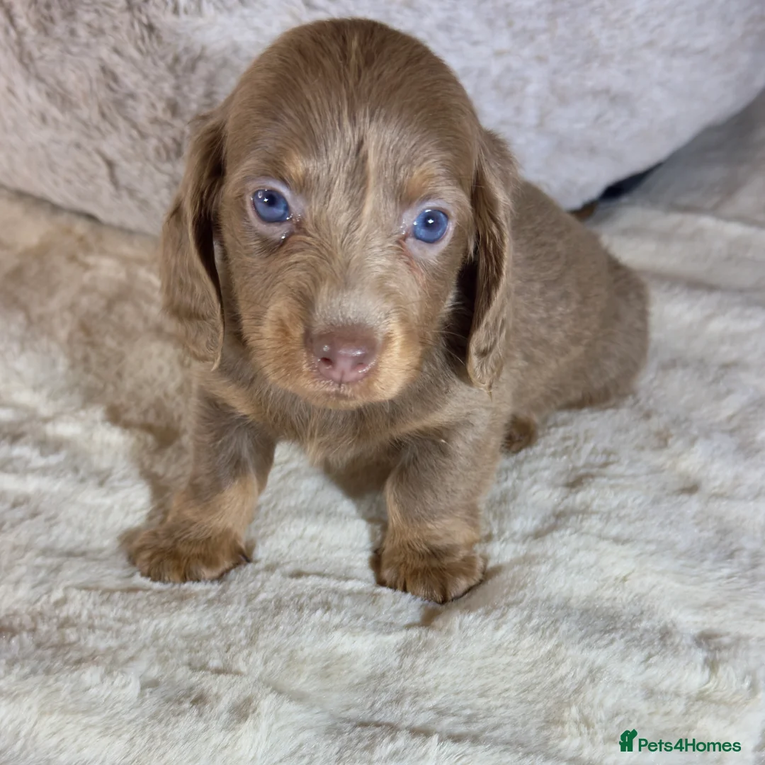 Miniature Dachshund dogs for sale: Long Hair Dachshund miniature Dapple - Advert 4