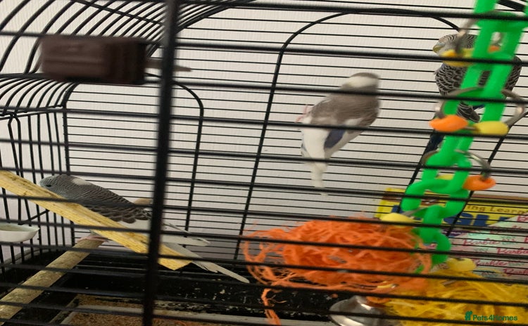 Budgerigars birds - Advert 1