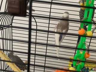 Budgerigars birds 3 budgies and cage - Advert 13