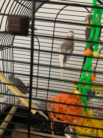 Budgerigars birds - Advert 6