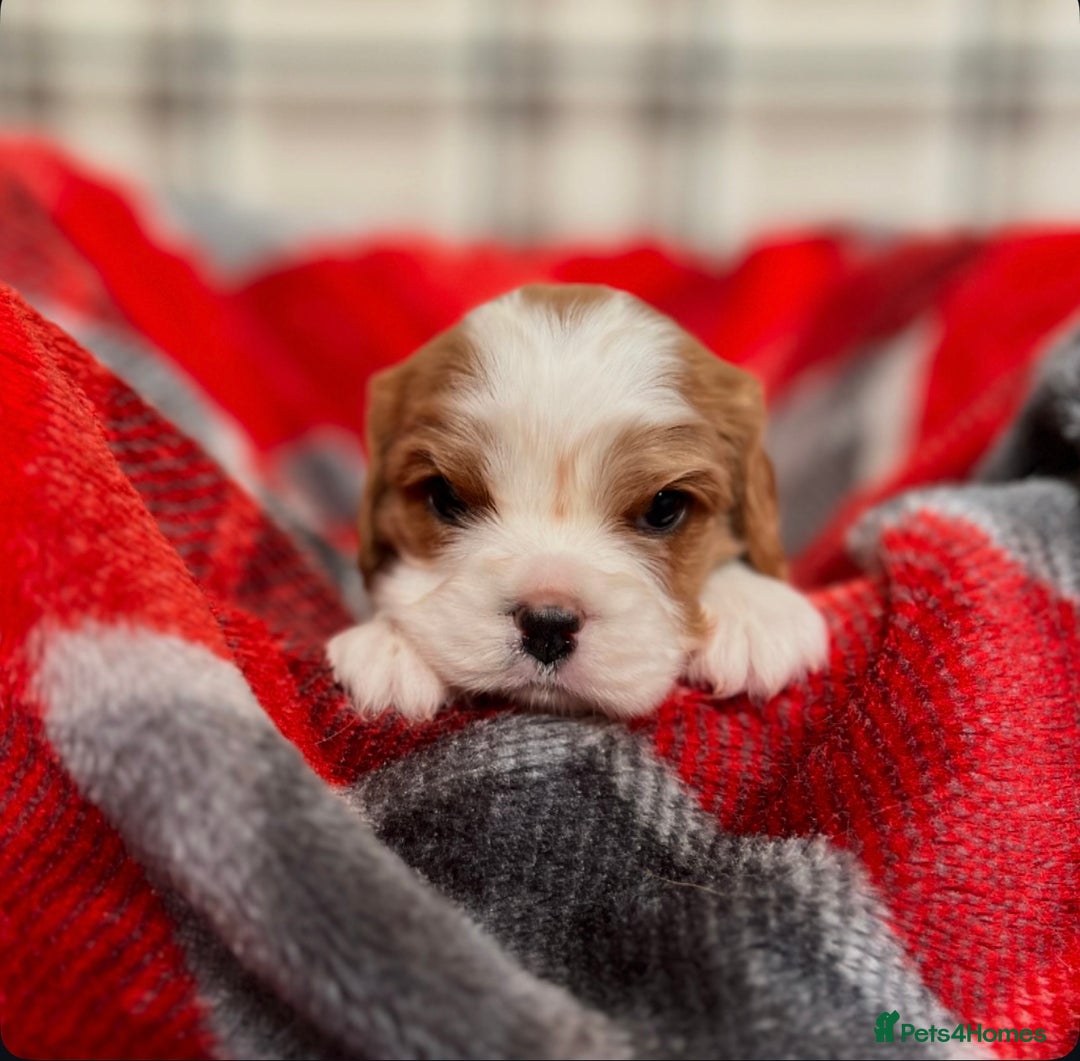 Cavalier King Charles Spaniel dogs for sale: STUNNING CAVALIER KING CHARLES PUPPIES  - Advert 8