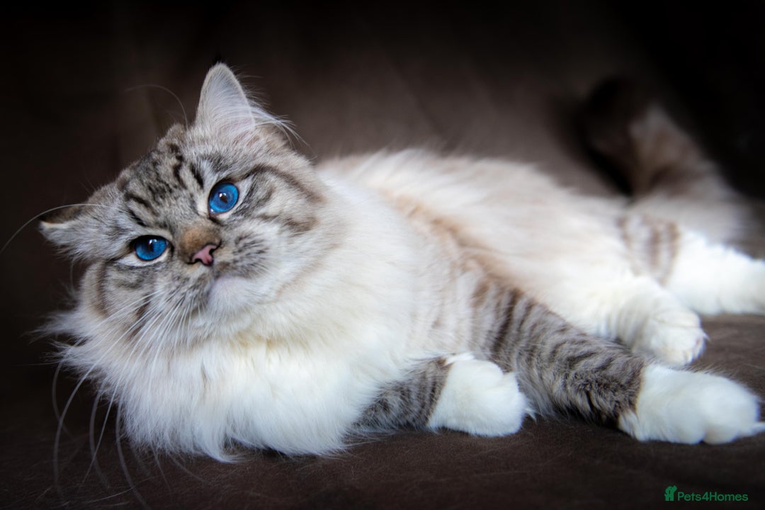 Ragdoll cats for sale: Stunning Ragdolls Ready Dec 24th - Advert 9