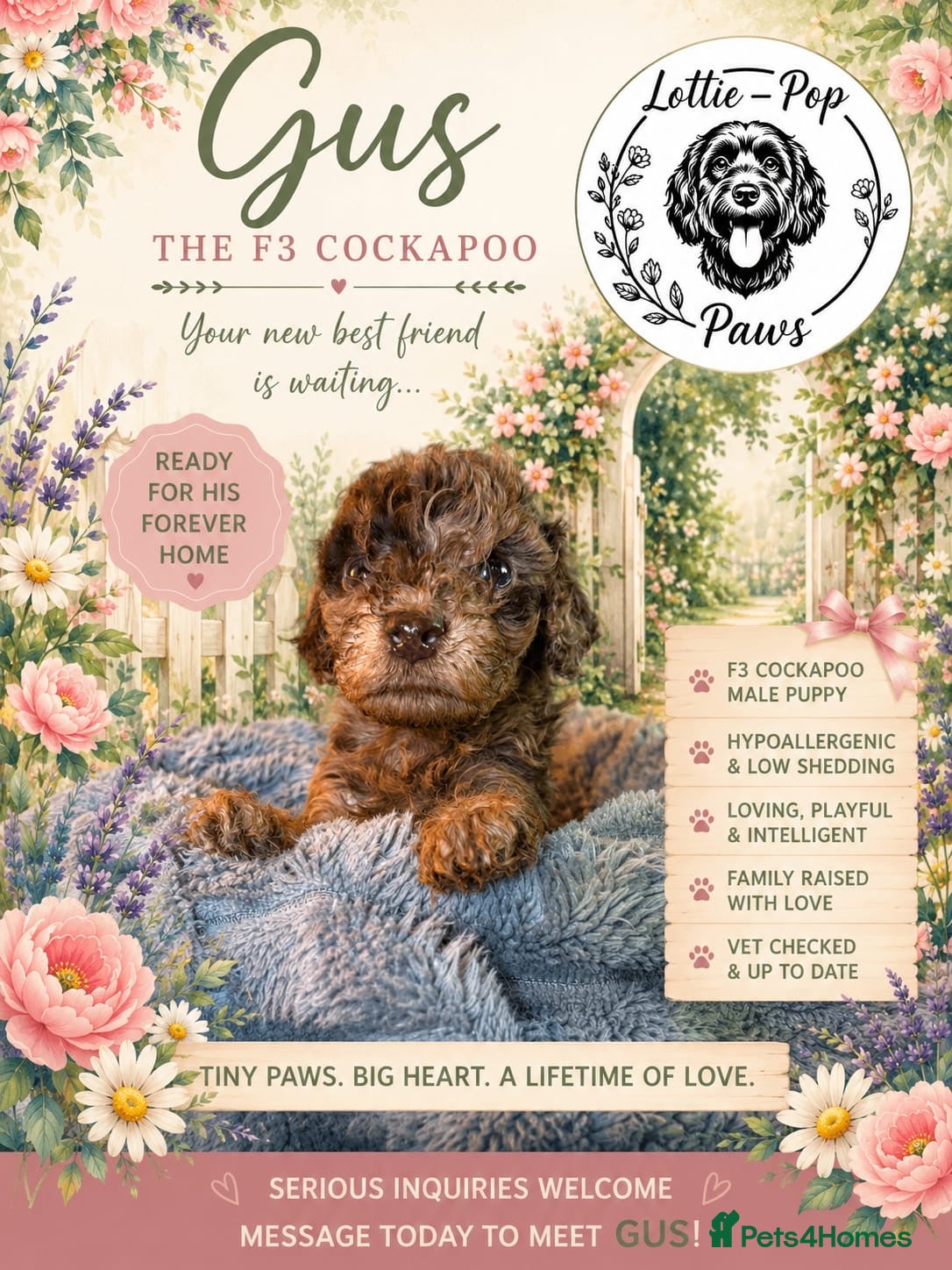 Cockapoo dogs Outstanding F3 cockapoo puppies  - Advert 18