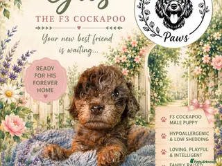 Cockapoo dogs ⭐ Stunning F3 Cockapoo Puppies Home Raised ⭐ - Advert 10