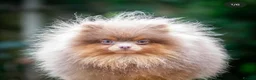 Pomeranian dogs for sale: ✨ Available to the Very Best Home Only ✨ - Advert 13