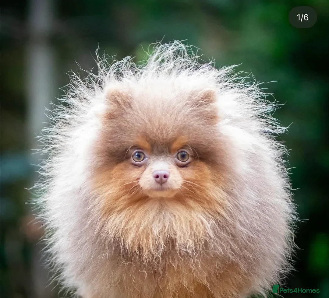 Pomeranian dogs for sale: ✨ Available to the Very Best Home Only ✨ - Advert 13