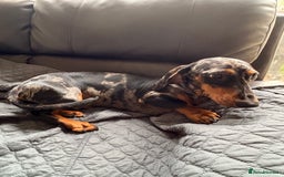 Dachshund dogs for sale: 9 month old dachshund for sale  - Image 4