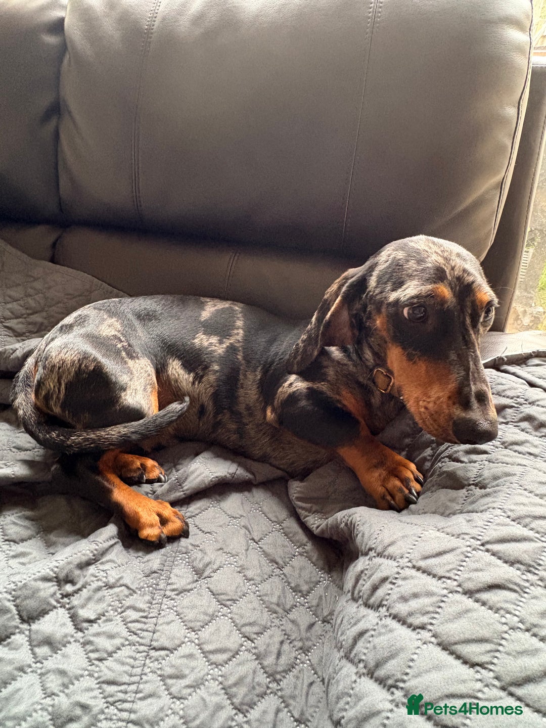 Dachshund dogs for sale: 9 month old dachshund for sale  - Image 4