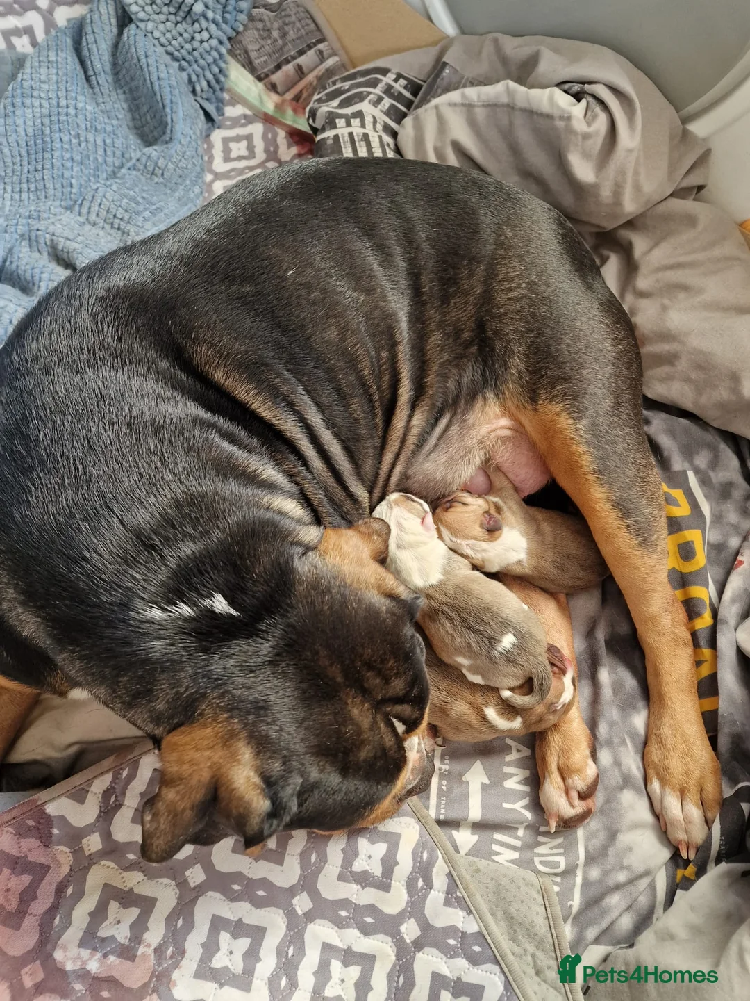 American Bulldog dogs for sale: Happy, chunky, healthy American Bulldog puppies  - Advert 10