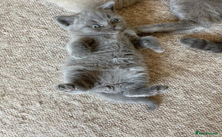 British Shorthair cats - Advert 1