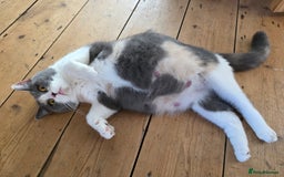 British Shorthair cats for sale: Excellent Quality BSH kittens for Reservation - Image 6