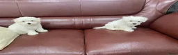 Maltese dogs for sale: Two Gorgeous White Maltese Puppies For Sale. in Manchester - Advert 4