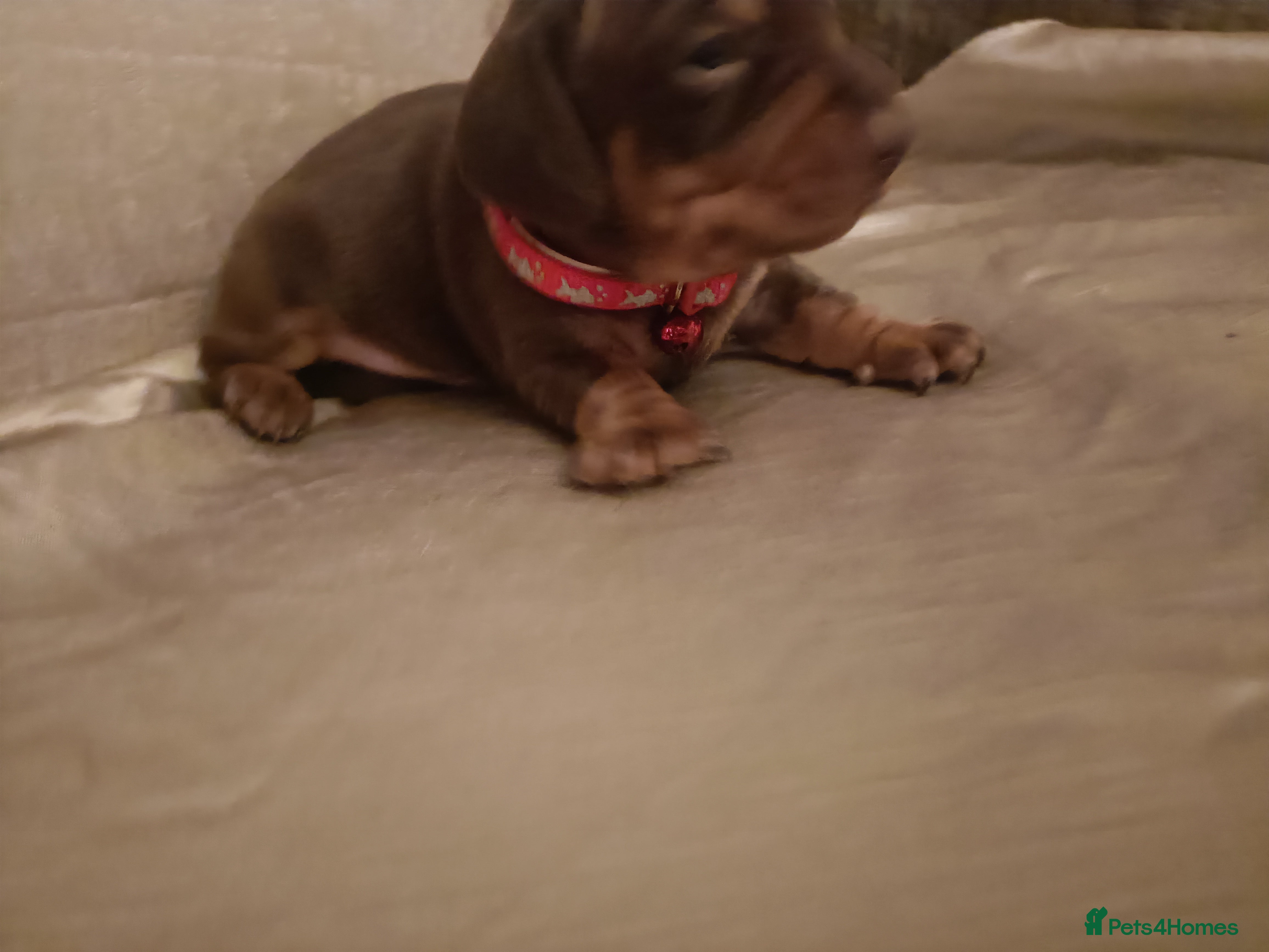 Miniature Dachshund dogs Ready now Chocolate mini dachshund - Advert 1