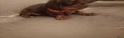 Miniature Dachshund dogs for sale: Chocolate mini dachshund - Advert 9
