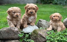 Cockapoo dogs for sale: Stunning cockapoos ready now for loving homes  - Image 8