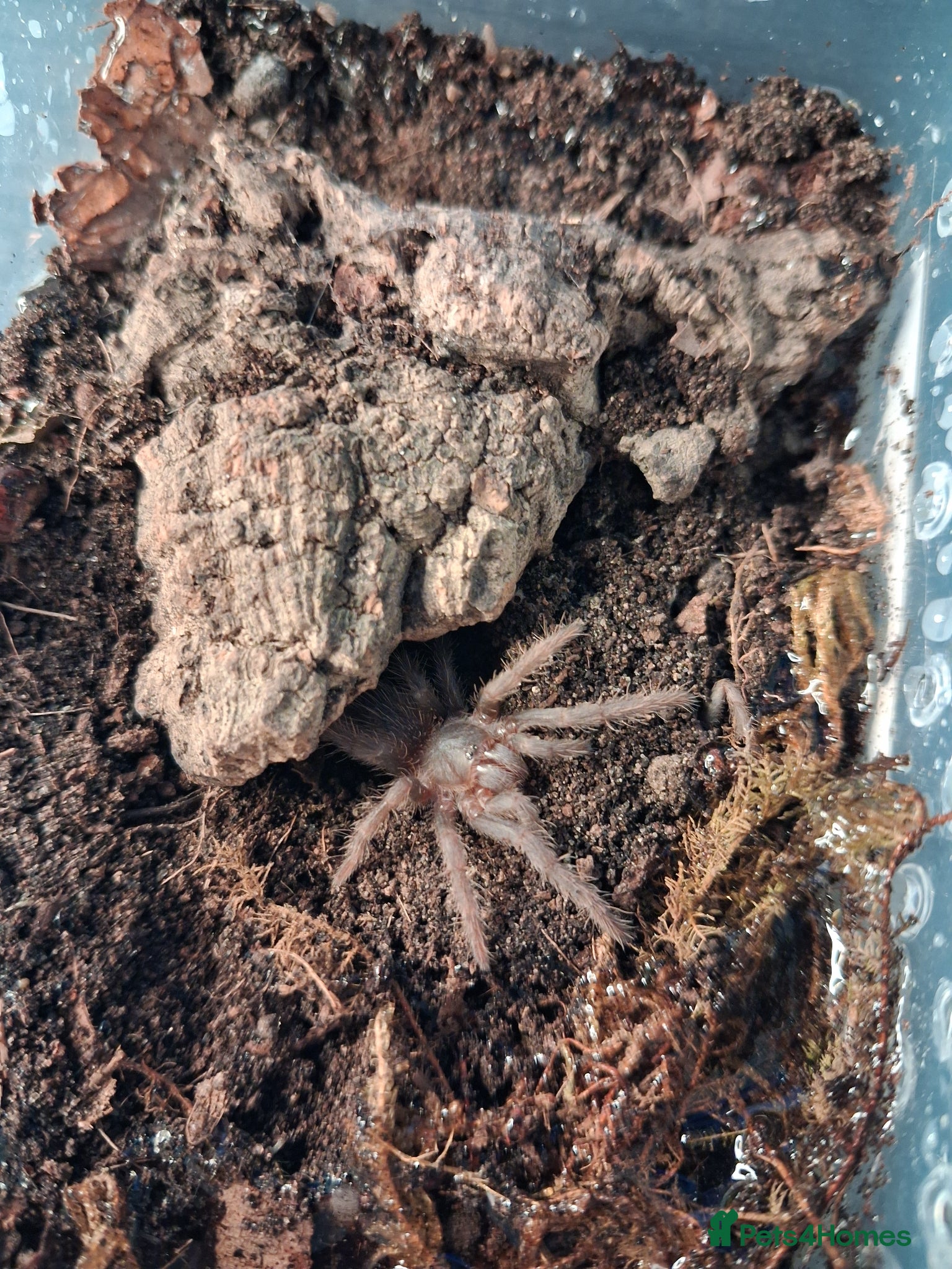 Tarantulas invertebrates Tarantula Spiderlings - Advert 1