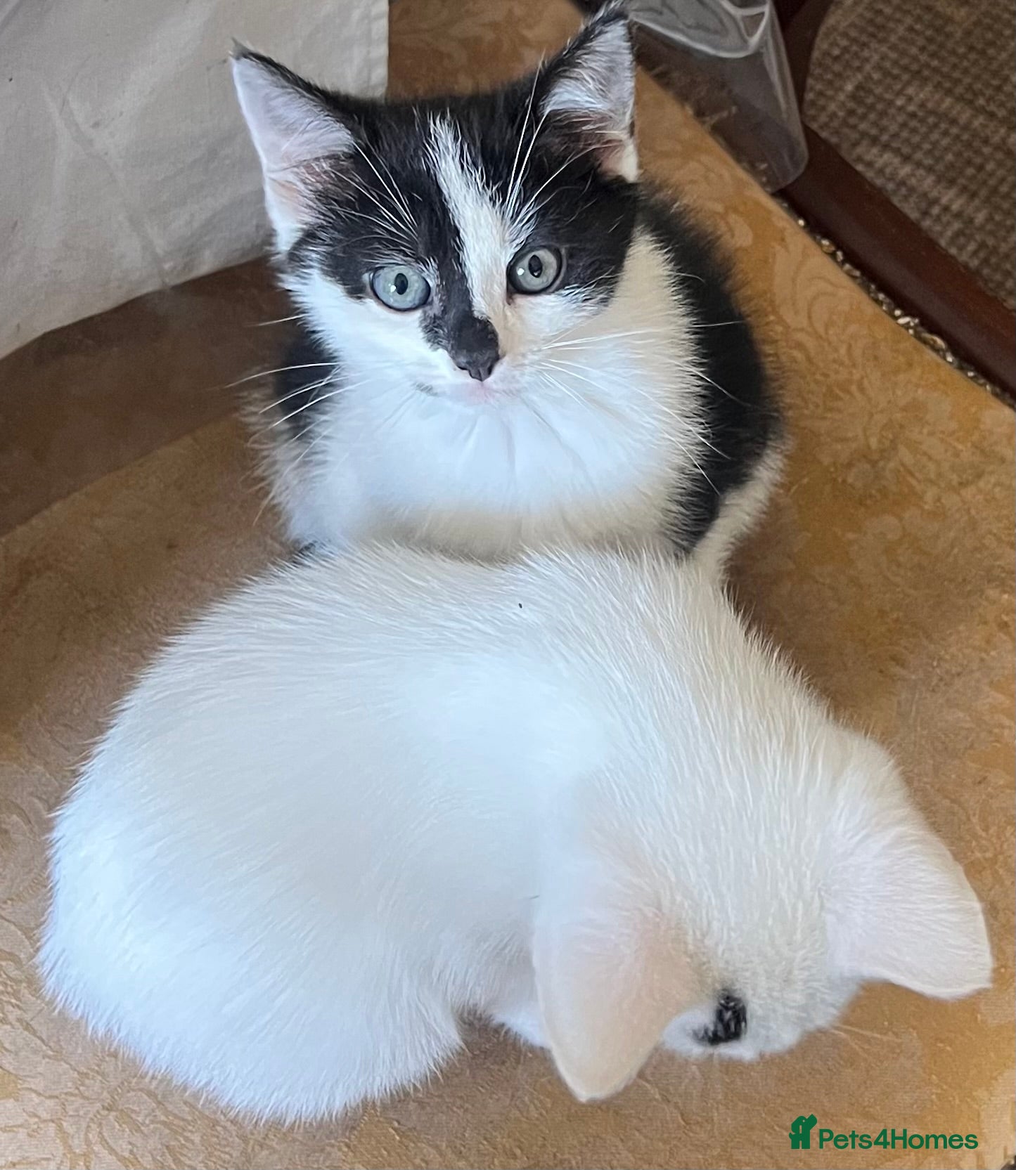 Mixed Breed cats 3 lovely kittens for sale in Manchester - Advert 2