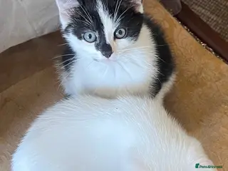 Mixed Breed cats 3 lovely kittens for sale in Manchester - Advert 1