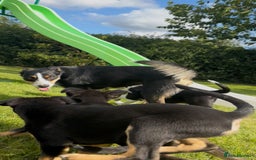 Mixed Breed dogs for sale: 5 collie cross kelpie pups  - Image 9