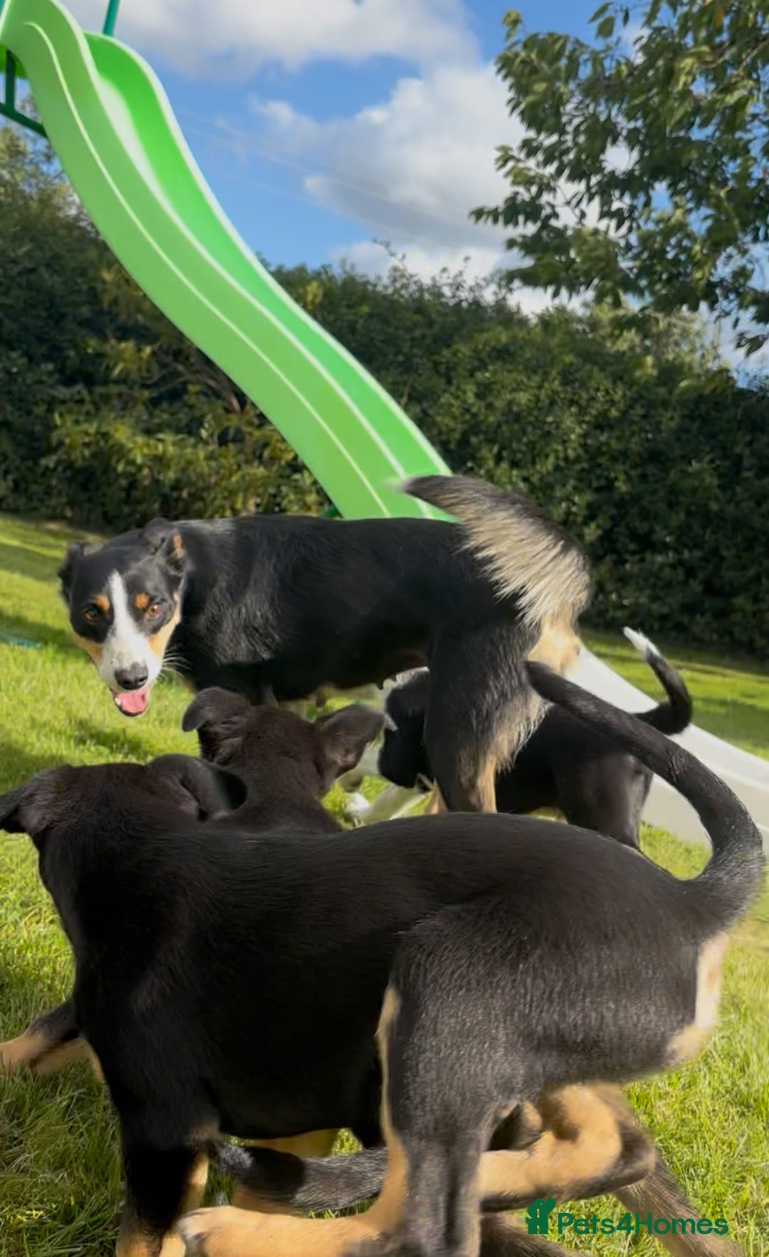 Mixed Breed dogs for sale: 5 collie cross kelpie pups  - Image 9