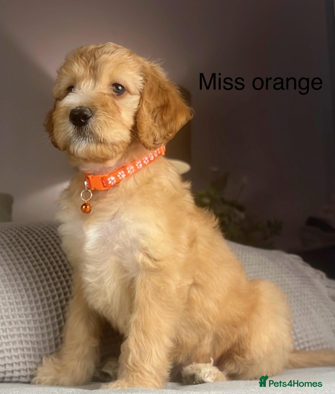 Irish Doodle dogs The perfect Doodle - Advert 1