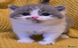 British Shorthair cats for sale: ONE GIRL LEFT GCCF reg BSH kittens - Image 14