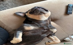 Frug dogs for sale: REHOMING frenchie x pug 1yo  - Image 5
