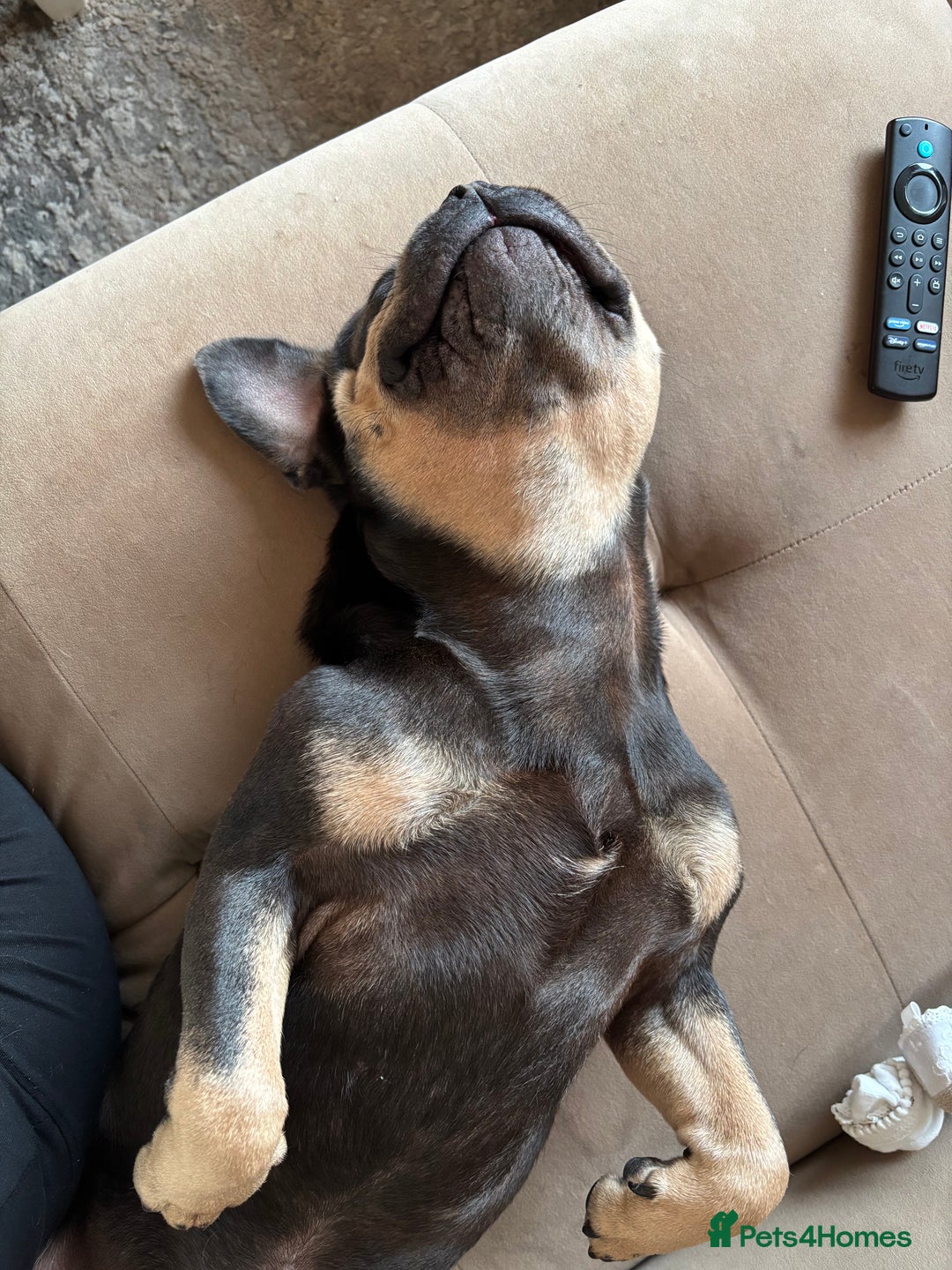 Frug dogs for sale: REHOMING frenchie x pug 1yo  - Image 5