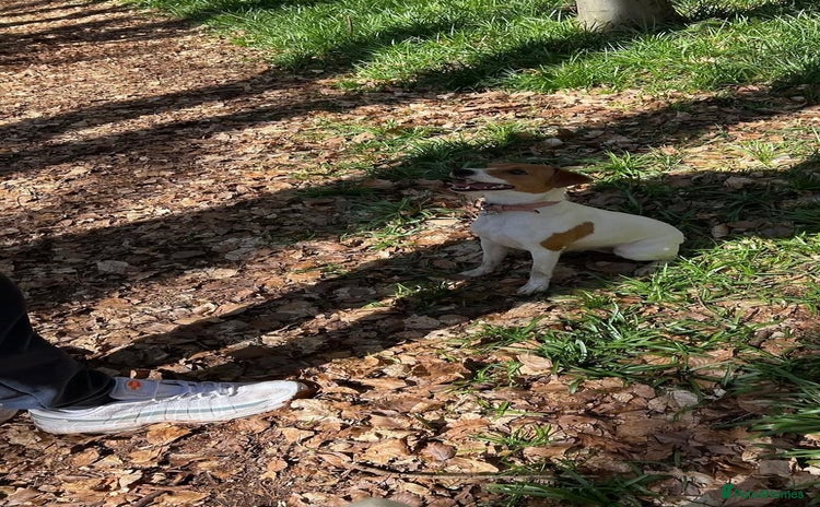 Jack Russell dogs - Advert 2
