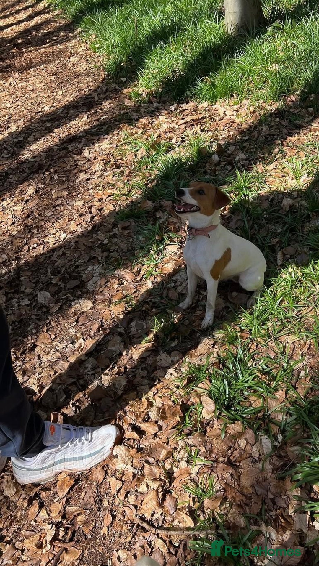Jack Russell dogs for sale: Rehome  - Image 1