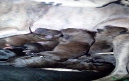 Bedlington Terrier dogs for stud: Bedlington terrier for stud in Barnsley - Image 10
