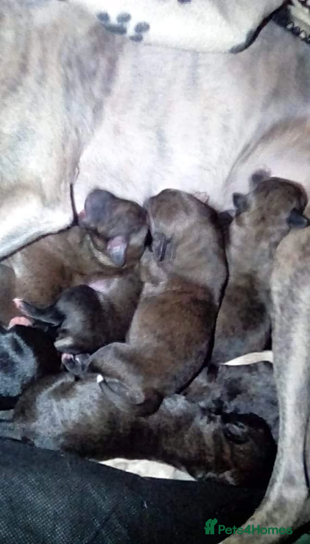 Bedlington Terrier dogs for stud: Bedlington terrier for stud in Barnsley - Advert 10