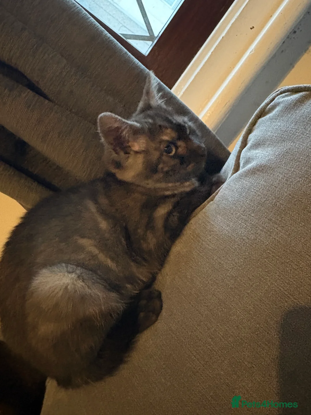 Domestic Shorthair cats for sale: Mum & Son  - Advert 5