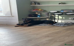 Rottweiler dogs for sale: Male Rottweiler  - Image 1