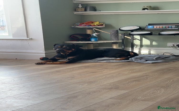 Rottweiler dogs - Advert 1