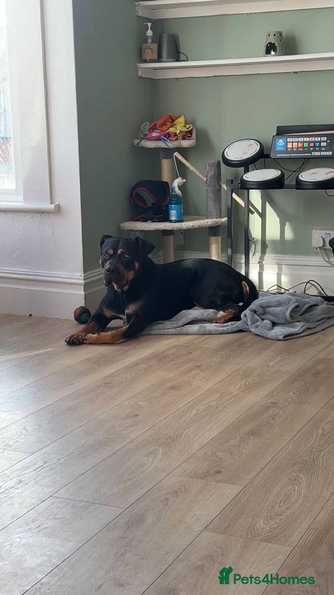 Rottweiler dogs for sale: Male Rottweiler  - Image 1