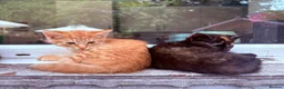 Mixed Breed cats for sale: READY NOW Bengal x kittens  - Advert 2