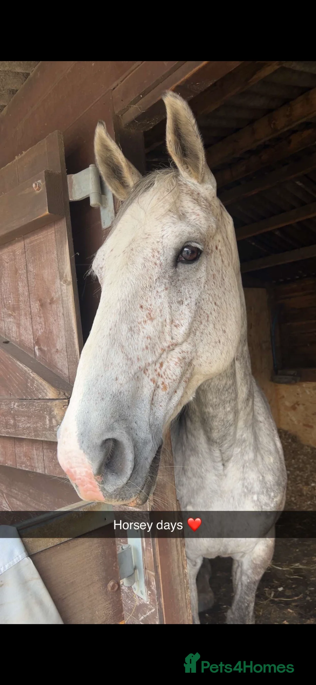 Irish Sports horses for sale: 16.2HH Gelding for sale  - Advert 1