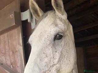 Irish Sports horses 16.2HH Gelding for sale - Advert 16