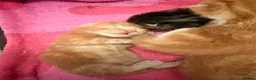 Mixed Breed cats for sale: Gorgeous litter of kittens  - Advert 5
