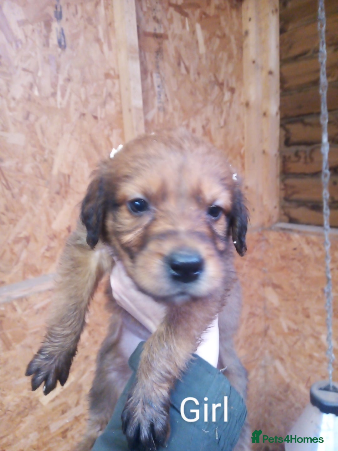 Mixed Breed dogs for sale: 9 Irish setter X lurcher pups - Image 10