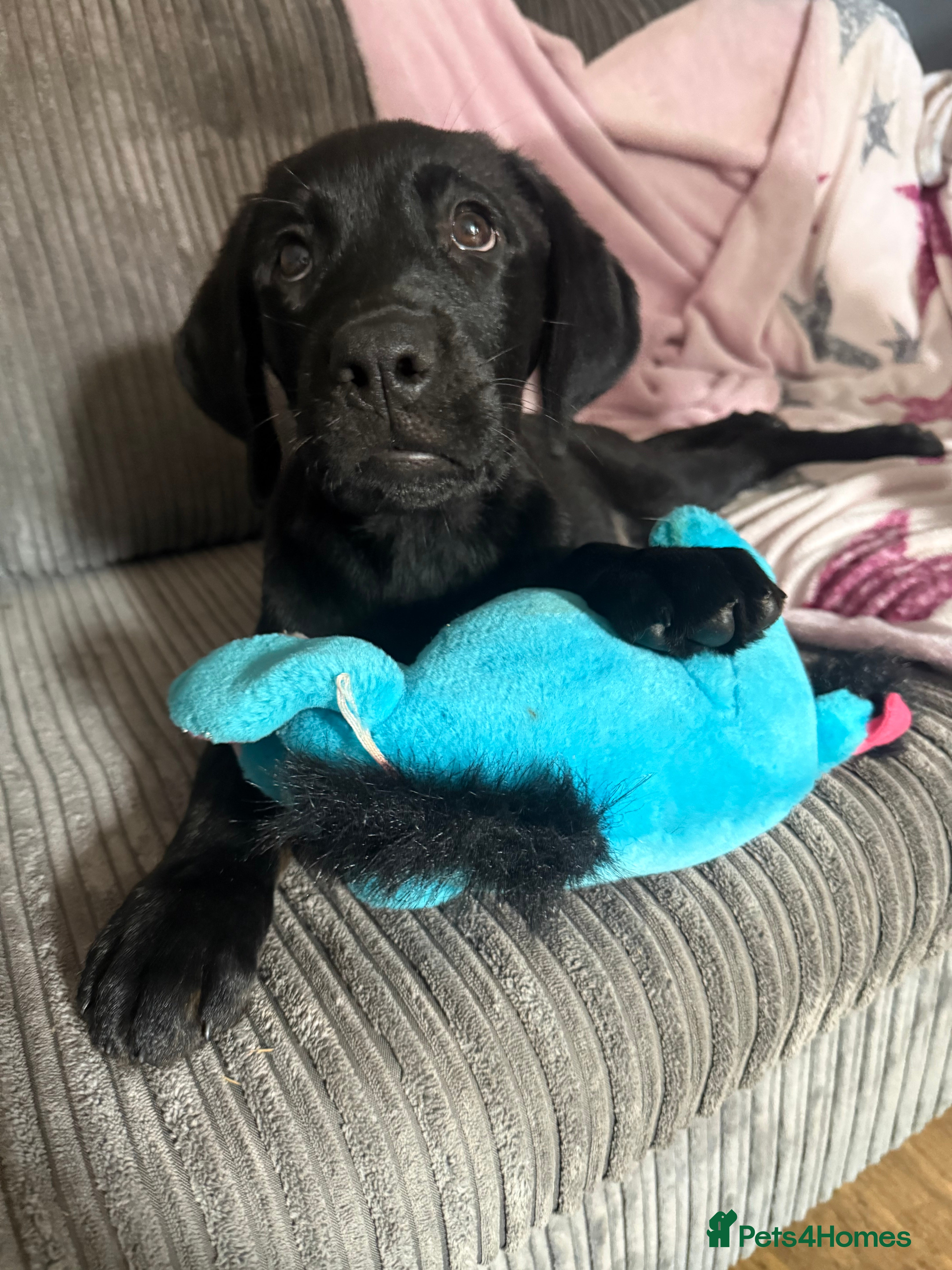 Mixed Breed dogs Beautiful lab x Rottweiler pups 9 weeks old - Advert 2