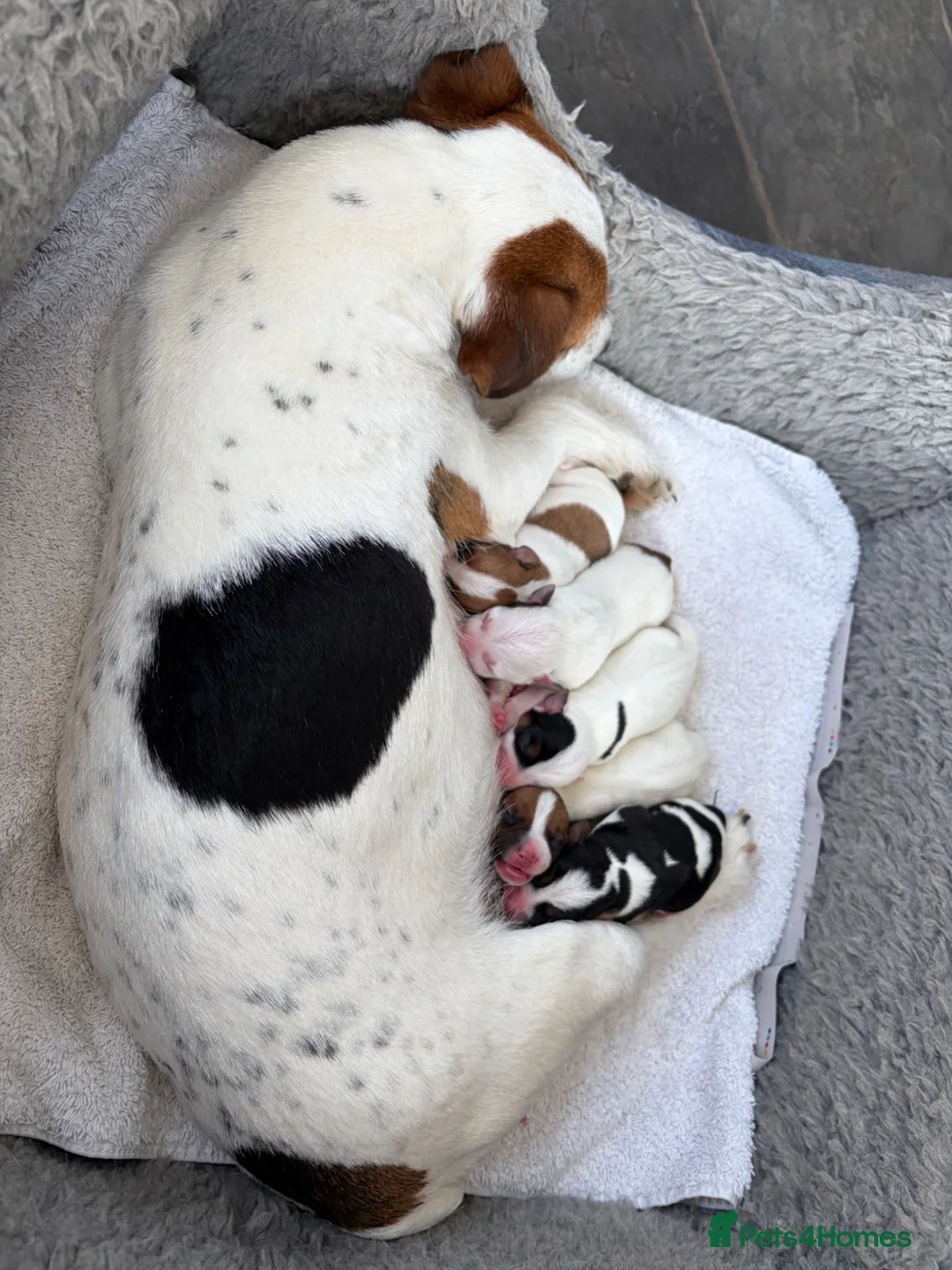 Jack Russell dogs for sale: Beautiful litter of 7 amazing Jack Russel puppies - Advert 1