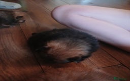 Pomeranian dogs for sale: Pomerian pups  - Image 24