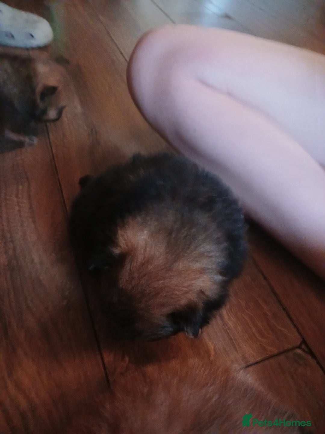Pomeranian dogs for sale: Pomerian pups  - Image 24