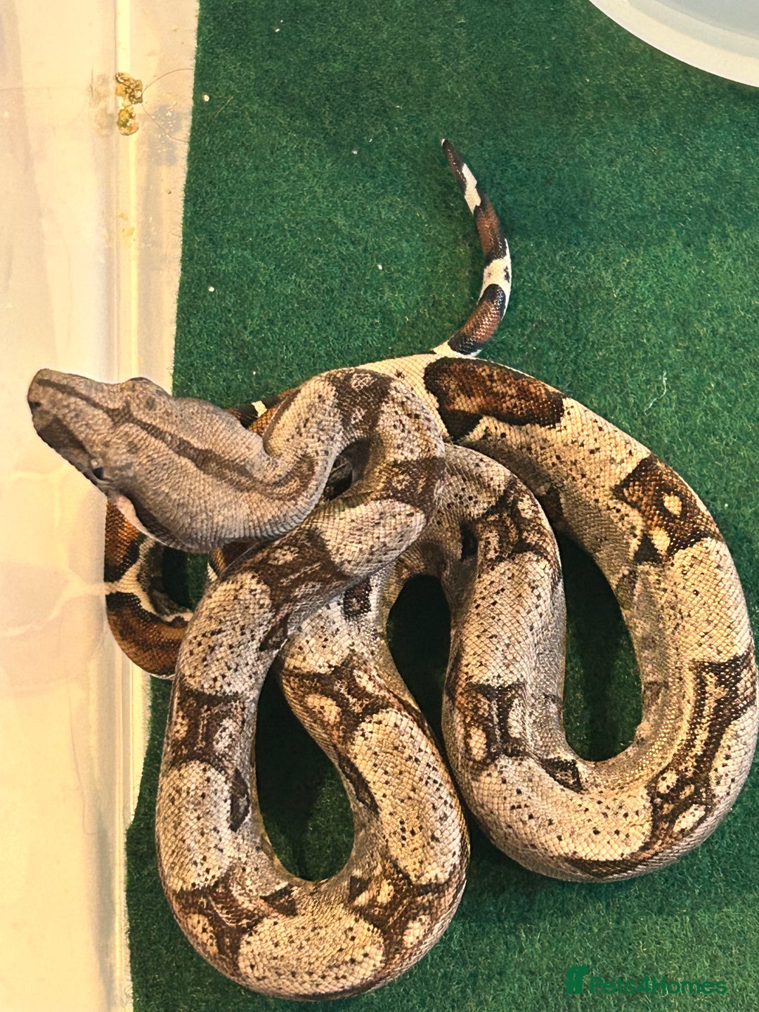 Boa Snake reptiles for sale: 2025 Boa Constrictor Babies in Letchworth Garden City - Image 8