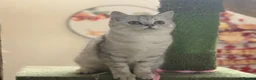 British Shorthair cats for sale: Full Pedigree Kittens available  - Advert 27