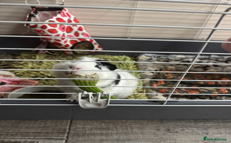 Guinea Pig rodents - Advert 4
